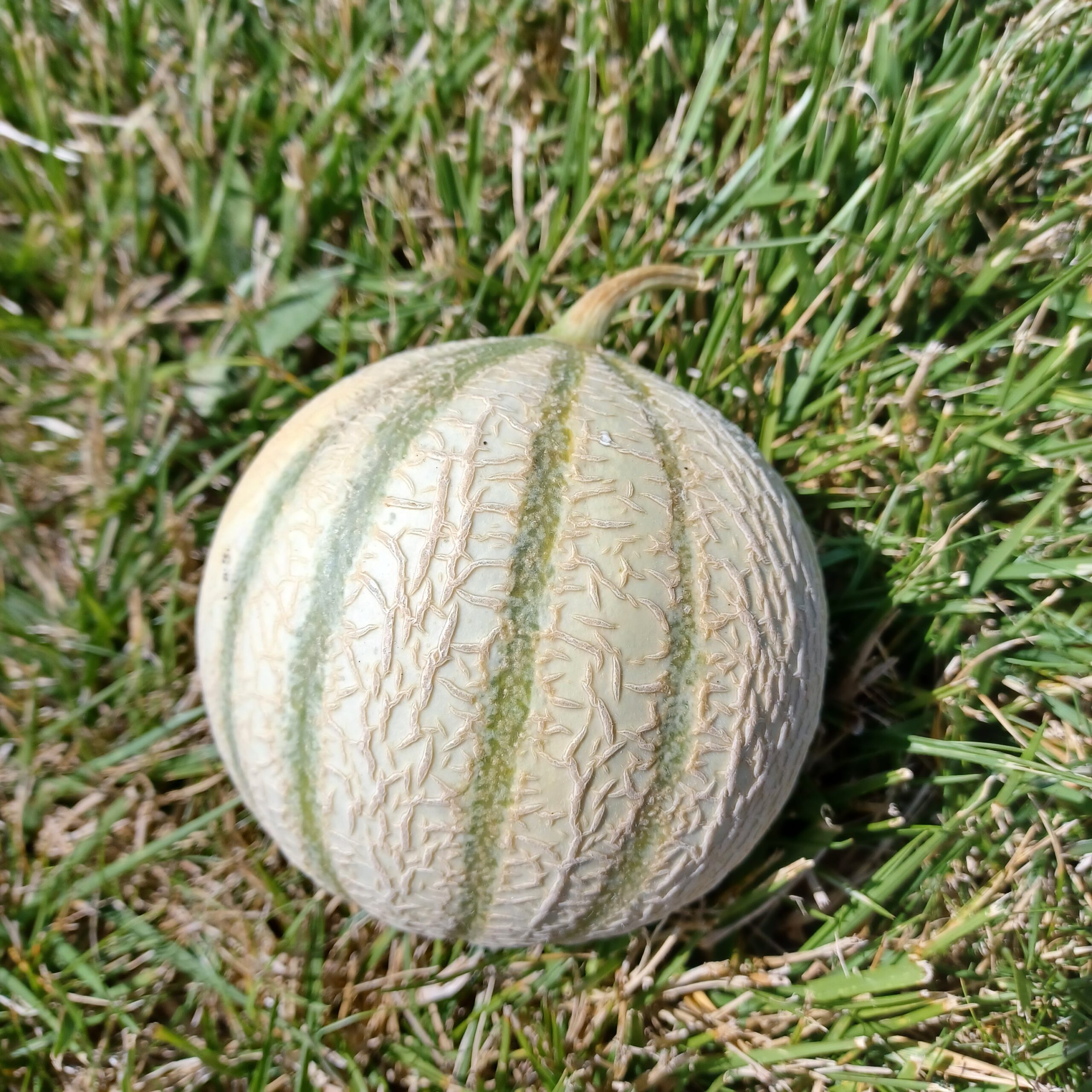 MELON MOYEN France