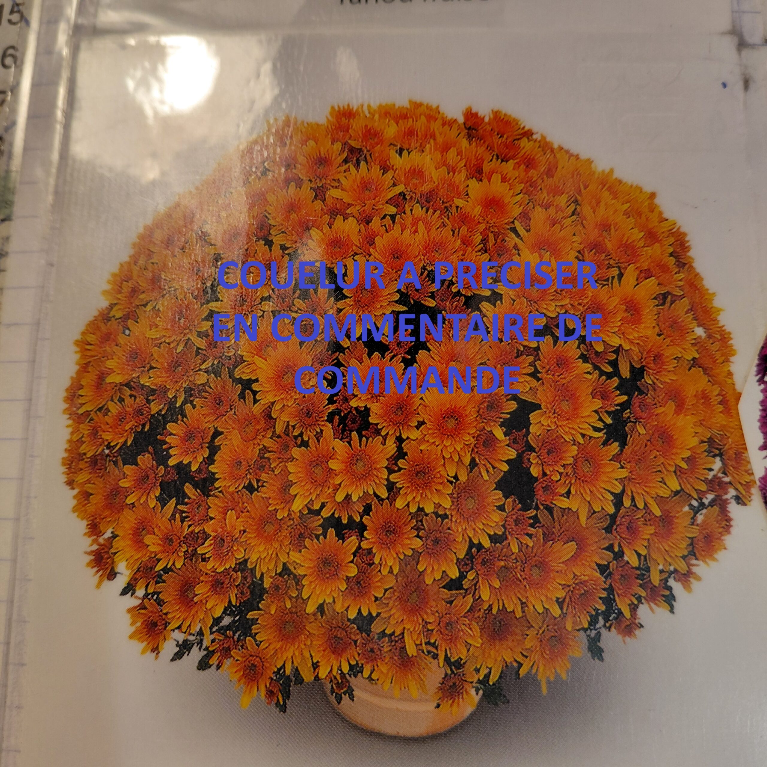 Chrysanthèmes Bi-couleur
