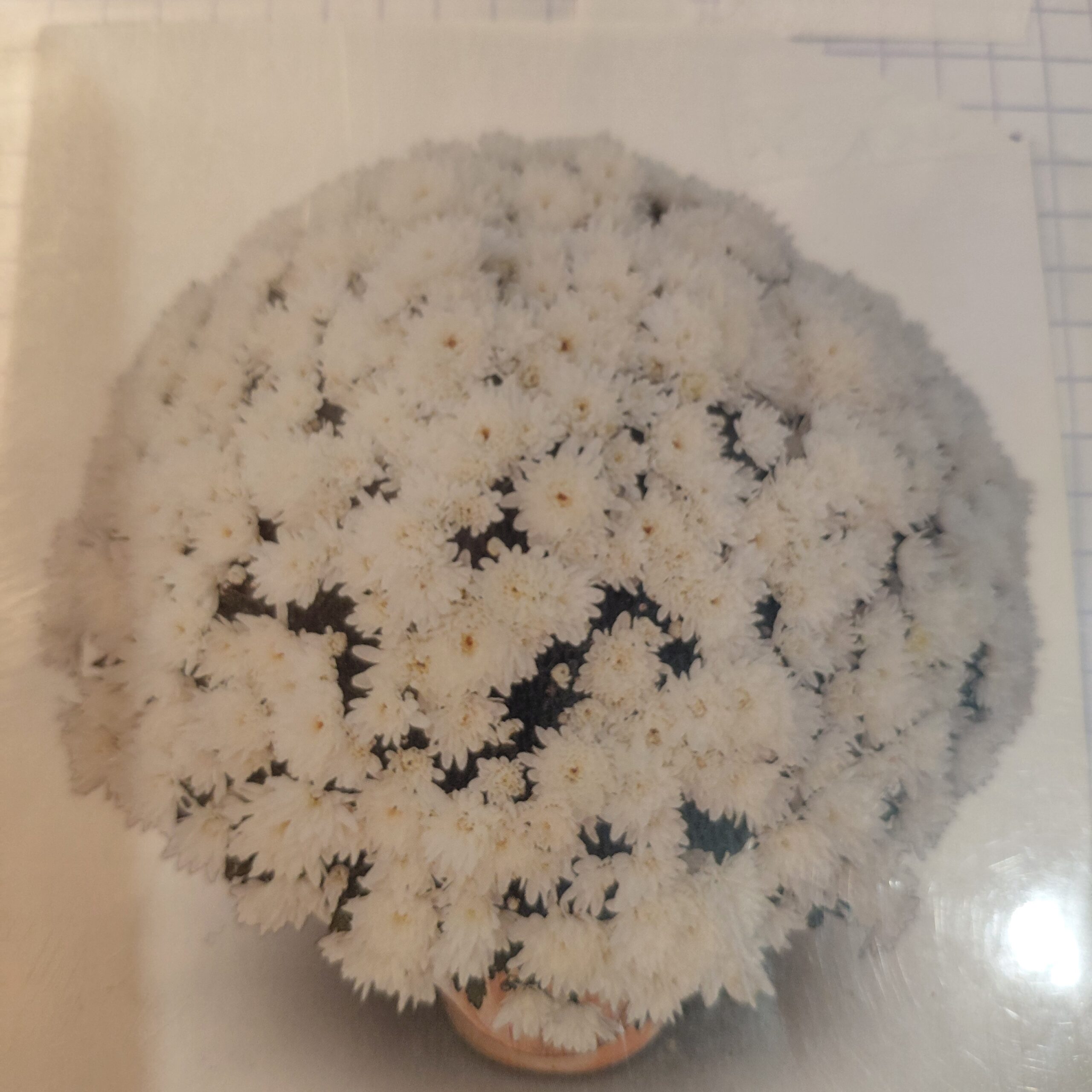 Chrysanthèmes BLANC