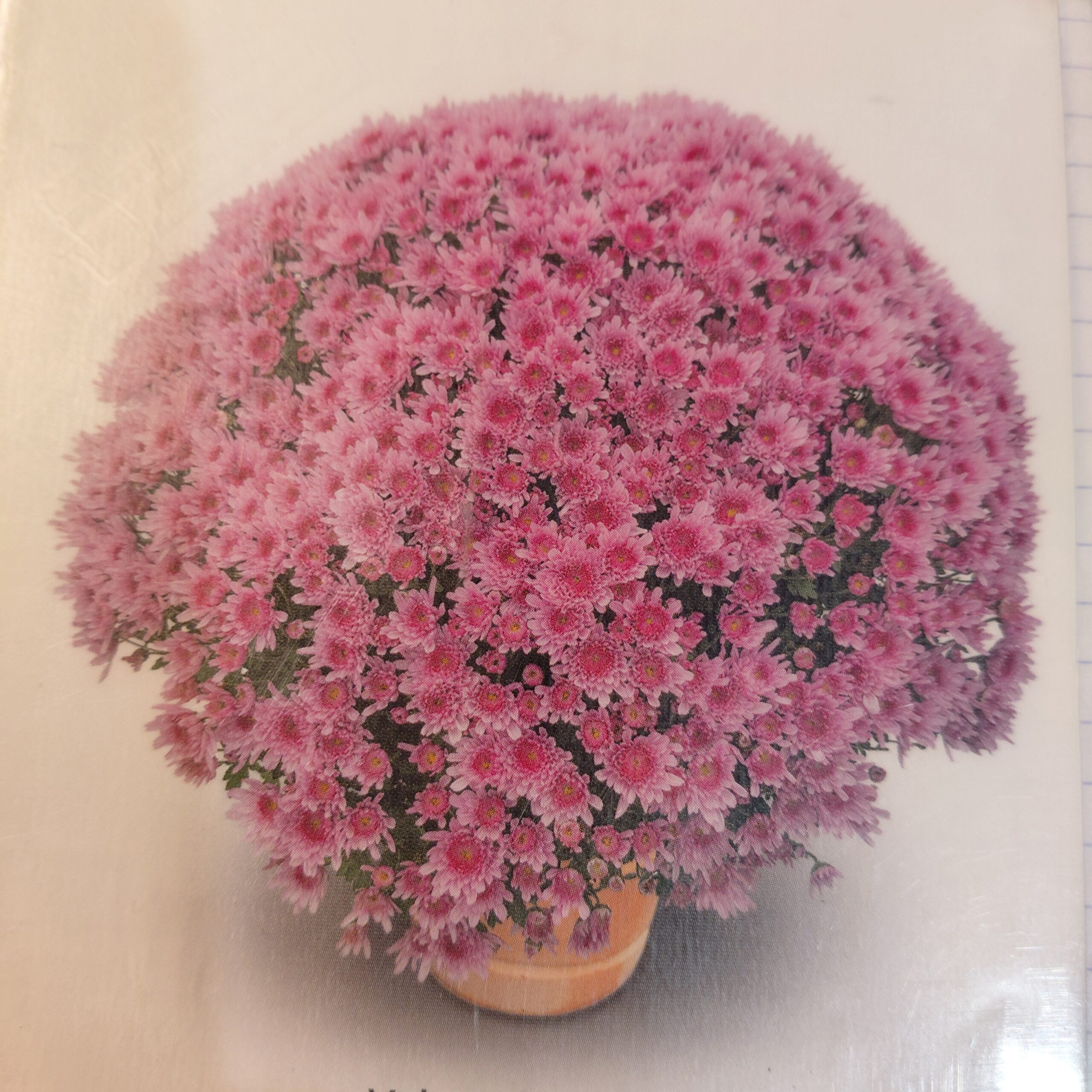 Chrysanthèmes ROSE