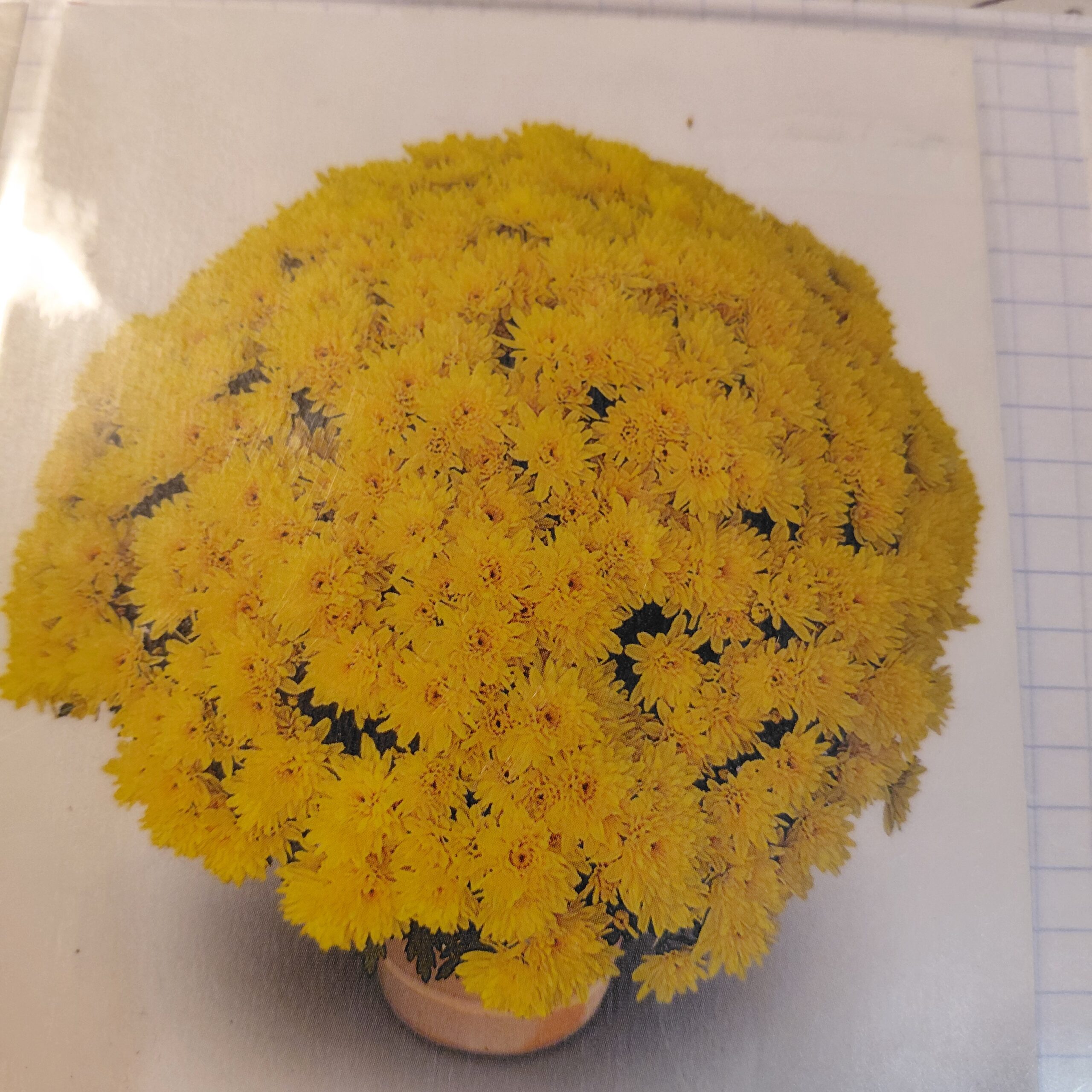 Chrysanthèmes JAUNE