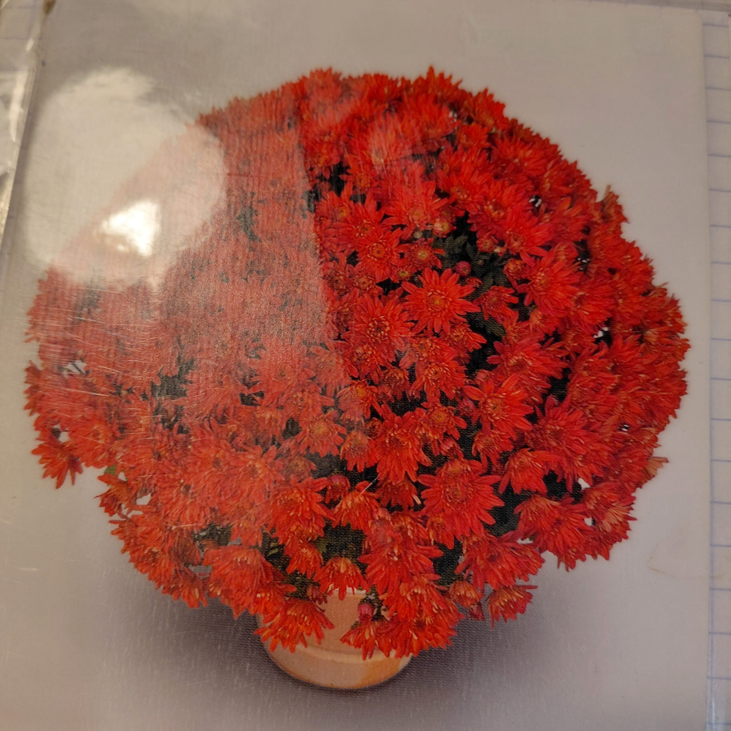 Chrysanthèmes FRAISE