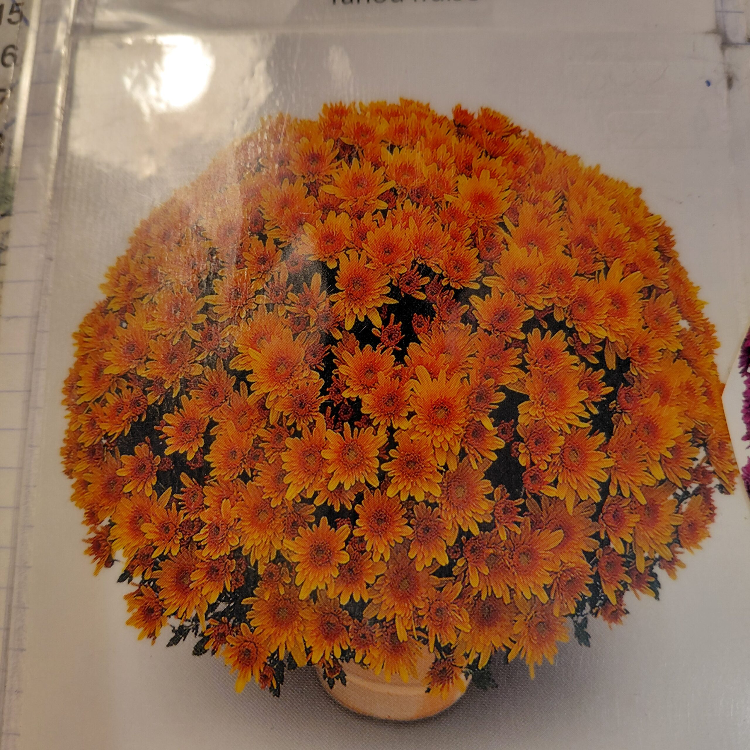 Chrysanthèmes ABRICOT