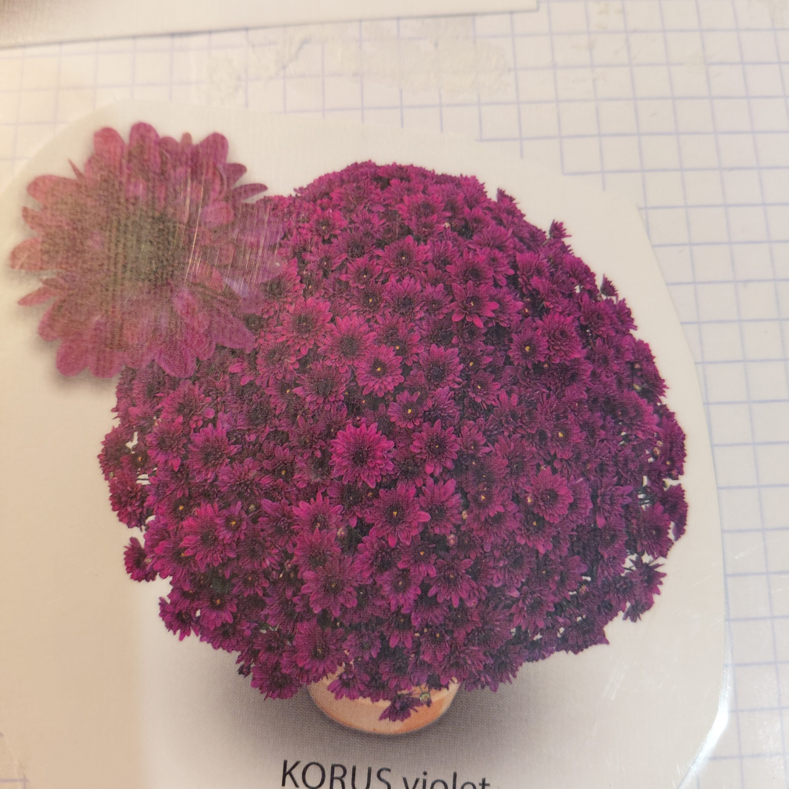 Chrysanthèmes VIOLET